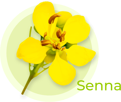 Senna is used in Calcium Sennosides (Senokot) to gently relieve constipation